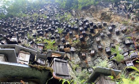 areas where bees cannot exist china